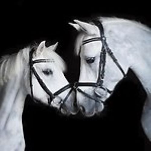 Två vita hästhuvuden med nosarna ihop